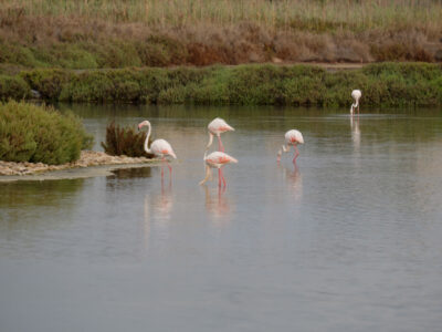 Apartamento bajo en la Marina junto a Parque Natural de Santa Pola